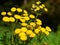 Yellow Tansy flowers radiant in the sunlight, fall season nature
