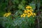 Yellow Tansy herb blossoms