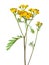 Yellow Tansy Tanacetum vulgare flowers isolated on white background. studio shot