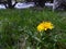 Yellow Taraxacum dandelion flower with green leaves on a bright blue sky background.