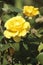 Yellow tea rose