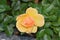 The Yellow tea-rose flower