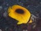 Yellow teardrop butterflyfish