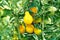 Yellow Teardrop Tomato Ready To Be Be Harvested