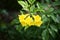 Yellow Tecoma stans flower