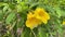 yellow Tecoma stans flower in the garden