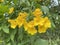 Yellow Tecoma stans flower in nature garden