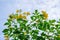 Yellow tecoma tree flowers on blue sky background