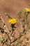 Yellow telegraph flower, Heterotheca grandiflora, blooms in the