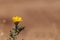 Yellow telegraph flower, Heterotheca grandiflora, blooms in the