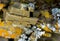 Yellow Teloschistaceae growing on the rock and wood