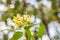 Yellow Tembusu flowers bloomig., Fagraea fragrans