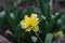 Yellow terry blooming daffodil. The first spring flowers.