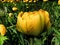 Yellow terry multi-petalled tulip in raindrops in the sun among green leaves . The festival of tulips on Elagin Island in St.