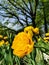 Yellow terry multi-petalled tulip in raindrops in the sun among green leaves .The festival of tulips on Elagin Island in St.