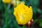 Yellow terry tulip flower, close up. Fringed Tulip blossom with frayed edge on petals, closeup. Tulipa Hamilton spring