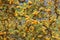 Yellow Texas Mesquite Tree Flowers