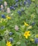 Yellow Texas Star and Bluebonnets in a garden