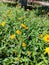 Yellow Texas wildflowers