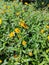 Yellow Texas wildflowers