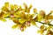 Yellow thai orchids.(This image contain clipping path)