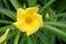 Yellow Thevetia peruviana flower