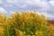 Yellow thickets of Solidago nemoralis on a summer day. Medicinal plants