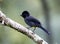 Yellow-thighed Finch