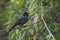 Yellow-thighed Finch, Pselliophorus tibialis, perched on a vine