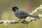 Yellow-thighed Sparrow - Pselliophorus tibialis