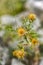 Yellow thistle blooming on a meadow in Montenegro.