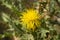 Yellow thistle flower