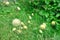 Yellow-thistle flowers and green grass