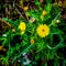 Yellow Thistle Up Close