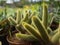 Yellow Thorns Cactus