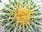 Yellow Thorns Cactus Covered with Drops of Water Closeup