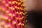 Yellow thorns of a prickly pink cactus