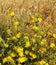 Yellow thorny flowers of thistle