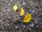 Yellow Three leaves on concret floor