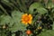 Yellow `Three-lobed Tridax Daisy` flower - Tridax Trilobata