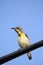 Yellow throat sunbird