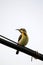 Yellow throat sunbird