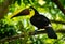 Yellow-throated Black-mandibled Toucan - Ramphastos ambiguus is a large toucan in the family Ramphastidae