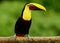 Yellow-throated Black-mandibled Toucan - Ramphastos ambiguus is a large toucan in the family Ramphastidae