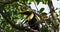 Yellow-throated Black-mandibled Toucan - Ramphastos ambiguus is a large toucan in the family Ramphastidae