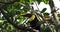 Yellow-throated Black-mandibled Toucan - Ramphastos ambiguus is a large toucan in the family Ramphastidae