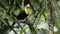 Yellow-throated Black-mandibled Toucan - Ramphastos ambiguus  is a large toucan in the family Ramphastidae