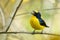 Yellow-throated Euphonia - Euphonia hirundinacea