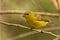 Yellow-throated Euphonia - Euphonia hirundinacea