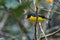 Yellow-throated Euphonia - Euphonia hirundinacea